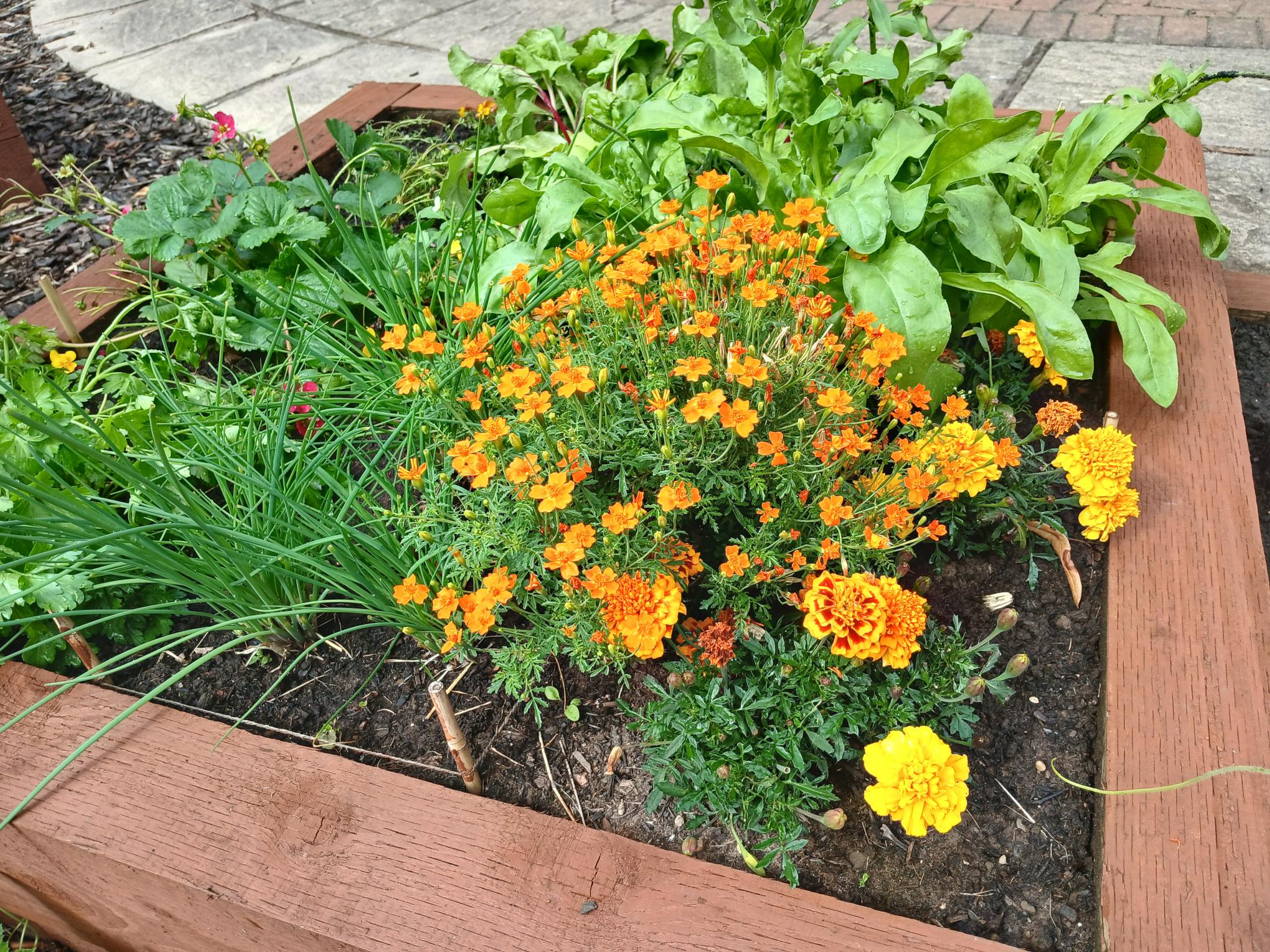 Growing People with Plants, Changing Lives with Horticulture - Rudge ...