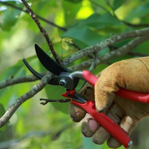 Introduction to Fruit Pruning Introduction to Fruit Pruning