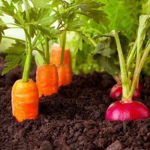 ‘Grow Your Own’ Workshop ‘Grow Your Own’ Workshop